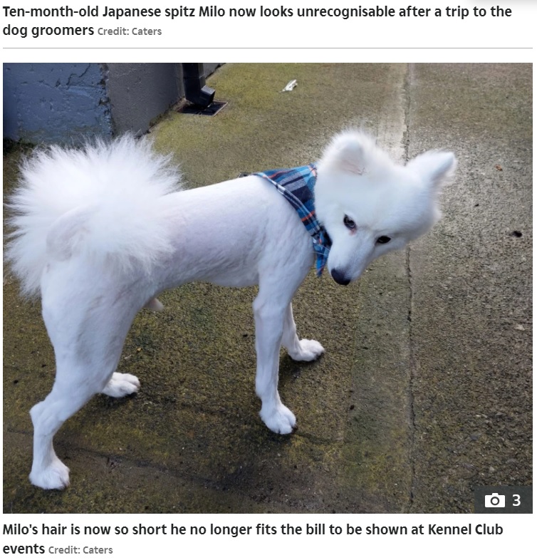 ほとんどの毛を刈られてしまったマイロ（画像は『The Sun　2022年2月23日付「HAIRLESS OF THE DOG Shaggy dog Milo looks unrecognisable after trip to groomers for trim goes wrong」（Credit: Caters）』のスクリーンショット）