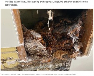 壁を壊すと中には大きなハチの巣が（画像は『ABC　2022年2月9日付「Heatwave leads to historic hive meltdown inside Perth wall cavity」（Supplied: Diana Gomes）』のスクリーンショット）