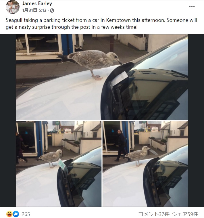 カメラを向けられても駐車違反チケットに夢中のカモメ（画像は『Brighton People / James Earley　2022年1月31日付Facebook「Seagull taking a parking ticket from a car in Kemptown this afternoon.」』のスクリーンショット）