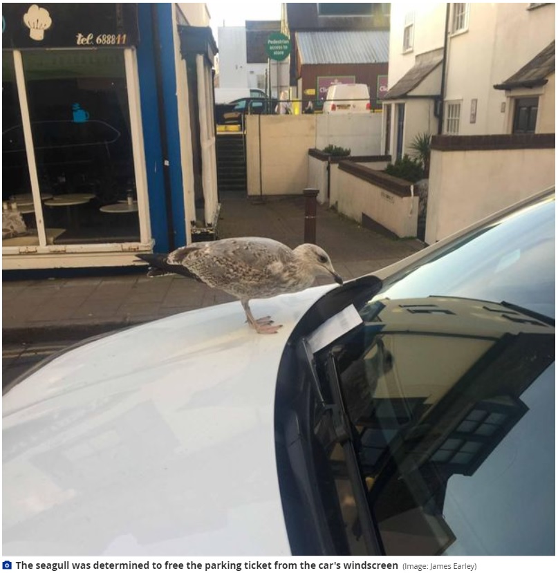 ワイパーに挟まれた駐車違反チケットに興味津々（画像は『SussexLive　2022年1月31日付「Unlucky Brighton driver faces heavy fine after seagull swipes parking ticket from car」（Image: James Earley）』のスクリーンショット）