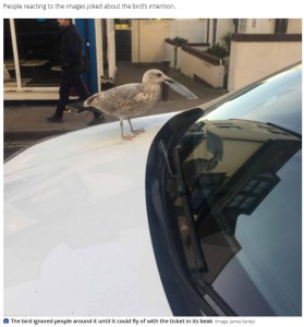 チケットを立ててくちばしで挟むカモメ（画像は『SussexLive　2022年1月31日付「Unlucky Brighton driver faces heavy fine after seagull swipes parking ticket from car」（Image: James Earley）』のスクリーンショット）
