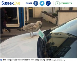 チケットを持ち去ろうとするカモメ（画像は『SussexLive　2022年1月31日付「Unlucky Brighton driver faces heavy fine after seagull swipes parking ticket from car」（Image: James Earley）』のスクリーンショット）