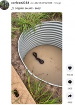 【海外発！Breaking News】雨水タンクに閉じ込められたカエルやネズミ、天敵のヘビの背中にしがみつく（豪）＜動画あり＞