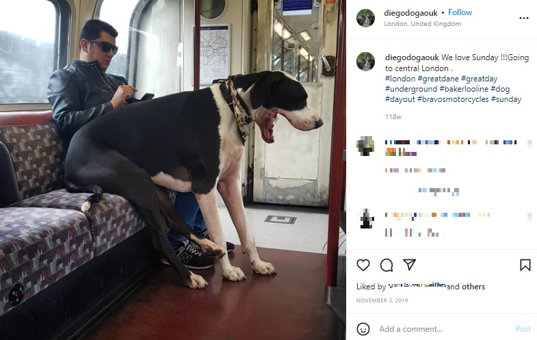 電車の中で飼い主の膝の上に座るディエゴ（画像は『Carlos Pezao　2019年11月3日付Instagram「We love Sunday !!!」』のスクリーンショット）