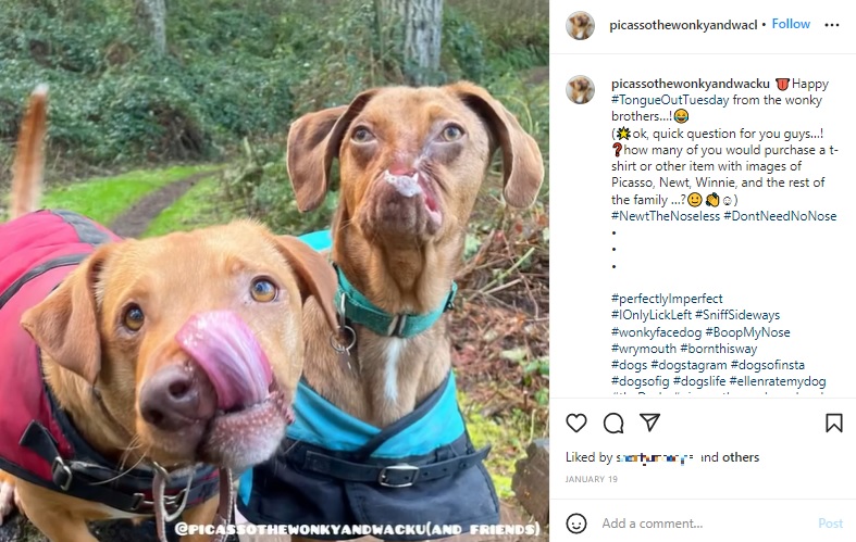 ベストフレンドのピカソ（左）とニュート（画像は『Picasso　2022年1月19日付Instagram「Happy ＃TongueOutTuesday」』のスクリーンショット）
