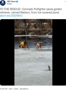 疲れ切った様子のワトソンと氷上に上がったアームストロングさん（画像は『ABC News　2022年2月1日付Twitter「TO THE RESCUE: Colorado firefighter saves golden retriever」』のスクリーンショット）