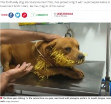 【海外発！Breaking News】ヤマアラシの数百本の針毛に襲われた犬、口の中まで針がぎっしり（ブラジル）