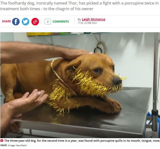 ヤマアラシに襲われた犬（画像は『The Daily Star　2022年2月22日付「Dog named ‘Thor’ left with hundreds of spikes in his face after fight with porcupine」（Image: Newsflash）』のスクリーンショット）
