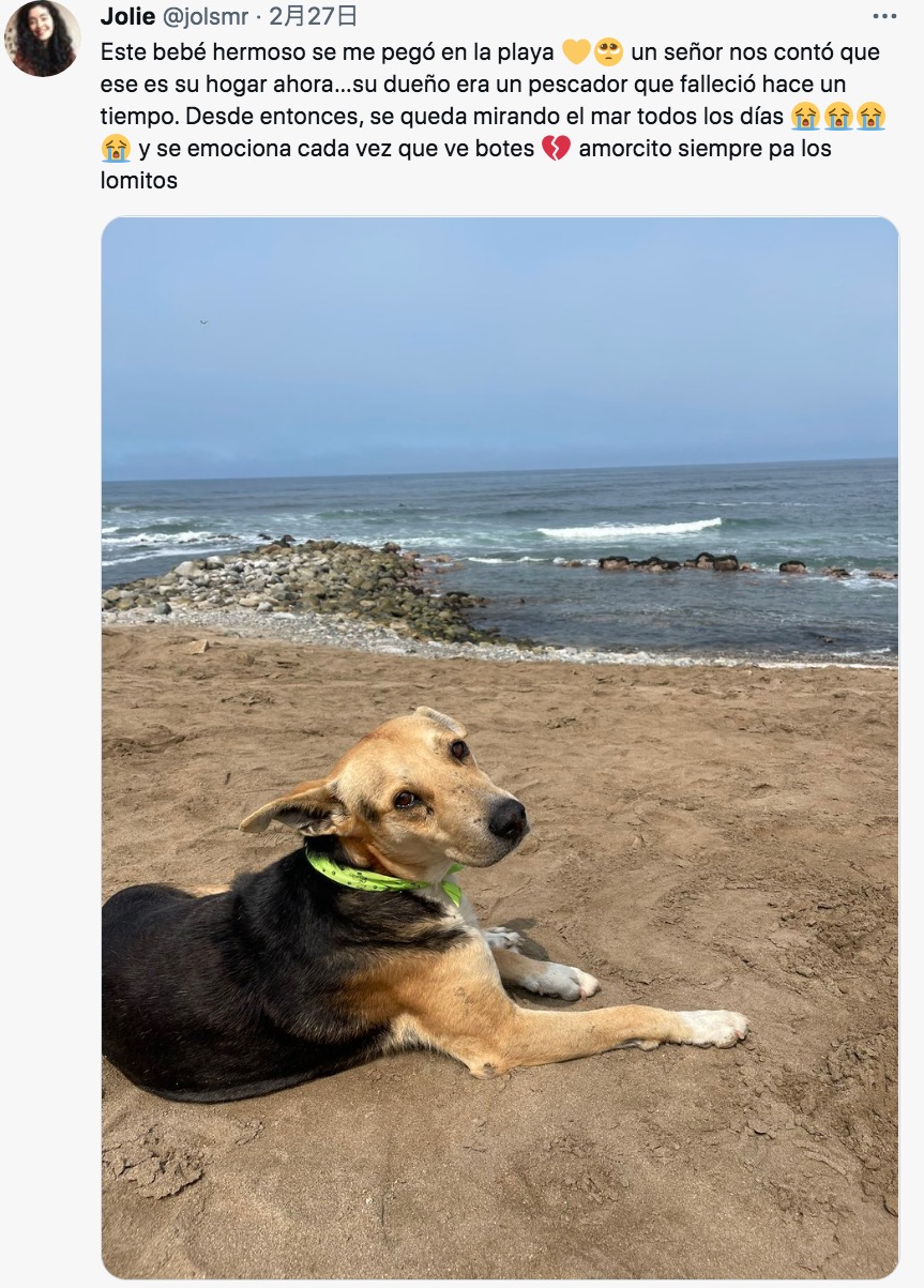女性が浜辺で出会った犬（画像は『Jolie　2022年2月27日付Twitter「Este bebé hermoso se me pegó en la playa」』のスクリーンショット）