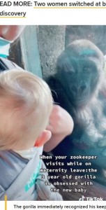 赤ちゃんを優しく見つめる3歳のオス（画像は『9Honey　2022年3月3日付「Heartfelt video of the moment gorillas meet their zookeeper’s baby for the first time」』のスクリーンショット）