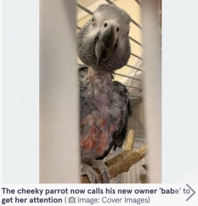 傷心から言葉を話さなくなったジェシー（画像は『The Mirror　2022年3月4日付「Sad parrot who fell mute when owner died finds his voice and is huge potty mouth」（Image: Cover Images）』のスクリーンショット）