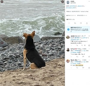 二度と帰らぬ飼い主を待ち続ける犬（画像は『O1979　2022年2月27日付Twitter』のスクリーンショット）