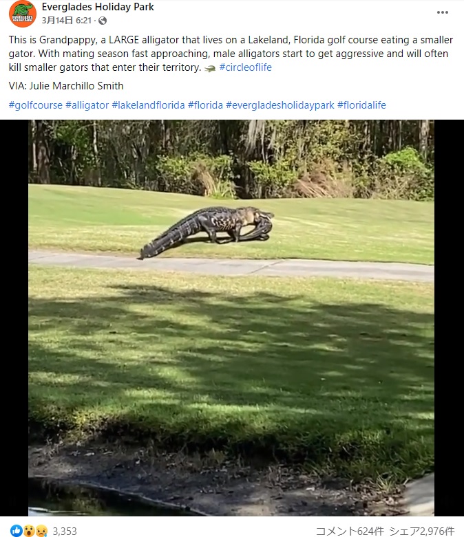 小さなワニをくわえて悠然と進む巨大ワニ（画像は『Everglades Holiday Park　2022年3月14日付Facebook「This is Grandpappy, a LARGE alligator that lives on a Lakeland, Florida golf course eating a smaller gator.」』のスクリーンショット）