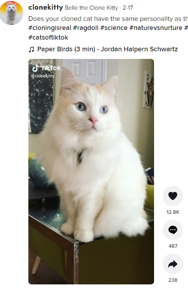 やんちゃで好奇心旺盛なベル（画像は『Belle the Clone Kitty　2022年2月17日付TikTok「Does your cloned cat have the same personality as the original cat?」』のスクリーンショット）