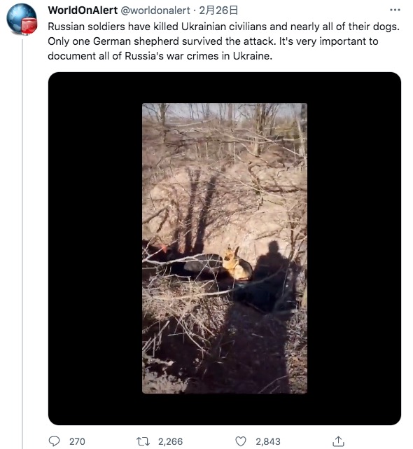 殺害された飼い主に寄り添う犬（画像は『WorldOnAlert　2022年2月26日付Twitter「Russian soldiers have killed Ukrainian civilians and nearly all of their dogs.」』のスクリーンショット）