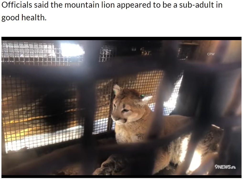 麻酔によって眠った隙に捕獲したピューマ（画像は『UPI.com　2022年2月28日付「Family dog finds mountain lion under porch in Colorado」』のスクリーンショット）