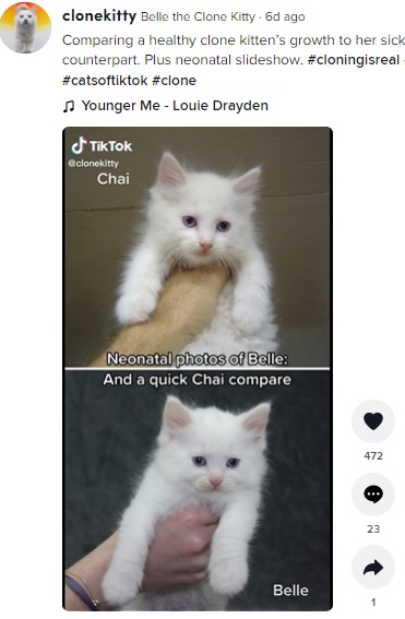 病弱だったチャイ（上）と元気なベル（画像は『Belle the Clone Kitty　2022年3月7日付TikTok「Comparing a healthy clone kitten’s growth」』のスクリーンショット）