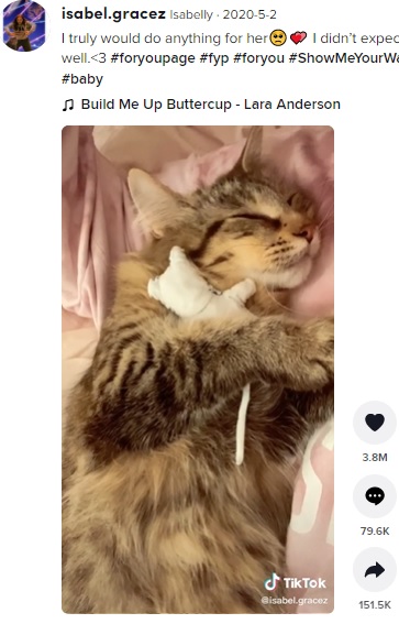 飼い主が布で作った子猫を抱いて寝る猫（画像は『Isabelly  2020年5月2日付TikTok「I truly would do anything for her」』のスクリーンショット）