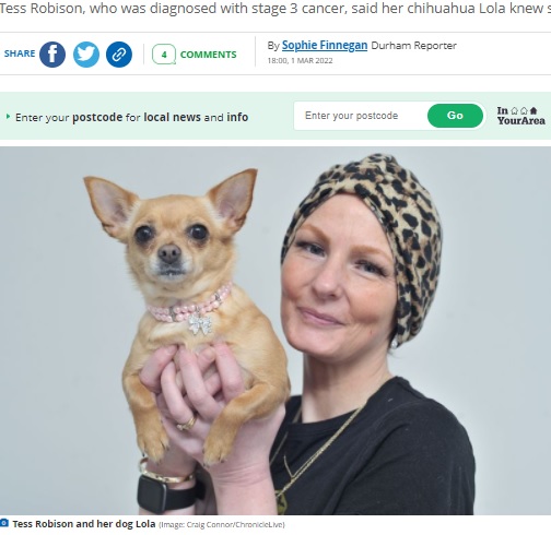 がんを知らせたチワワと飼い主の女性（画像は『Chronicle Live　2022年3月1日付「‘My chihuahua saved my life’ - South Shields woman thanks dog for alerting her to ovarian cancer」（Image: Craig Connor/ChronicleLive）』のスクリーンショット）