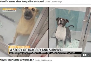 ジャクリーンさんを襲ったルーシー（左）とベンダー（画像は『The Sun　2022年3月17日付「HOUND HORROR Dogsitter Jacqueline Durand, 22, left with ‘skin hanging from face’ after being bitten 800 TIMES in vicious dog attack」（Credit: CBS Mornings）』のスクリーンショット）