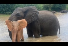 【海外発！Breaking News】2年前に保護されたピンクの象、新しい家族に守られ泳ぎを楽しむ（南ア）＜動画あり＞
