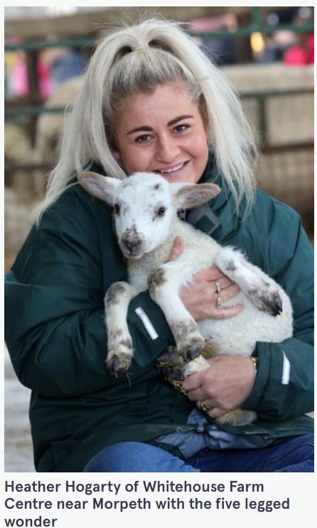 5本脚の子羊を抱くヘザーさん（画像は『The Mirror　2022年3月8日付「Animal lovers stunned as one-in-a-million lamb with FIVE LEGS is born in UK」』のスクリーンショット）