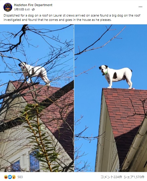 事の顛末を明かした消防隊（画像は『Hazleton Fire Department　2022年3月15日付Facebook「Dispatched for a dog on a roof on Laurel st crews arrived on scene found a big dog on the roof」』のスクリーンショット）
