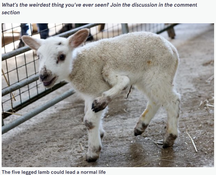 イギリスの農場で誕生した5本脚の子羊（画像は『The Mirror　2022年3月8日付「Animal lovers stunned as one-in-a-million lamb with FIVE LEGS is born in UK」』のスクリーンショット）