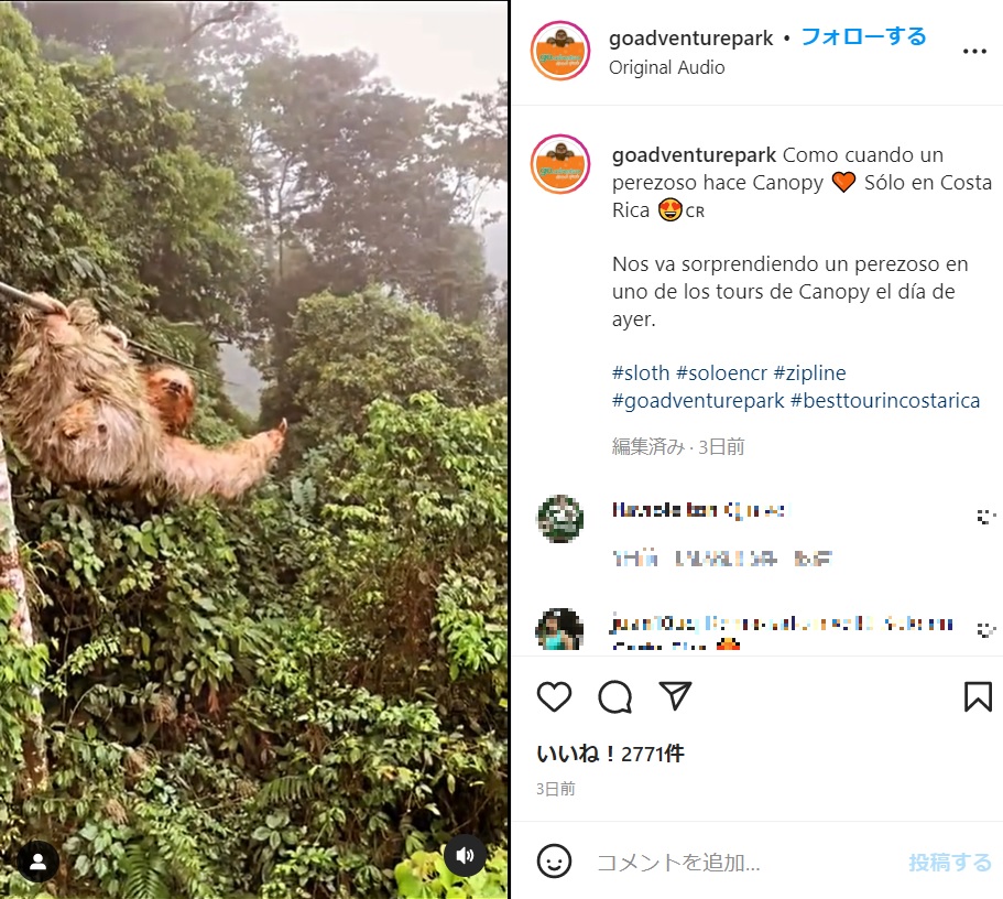 ジップラインのロープに現れたナマケモノ（画像は『GO ADVENTURE PARK　2022年3月15日付Instagram「Como cuando un perezoso hace Canopy」』のスクリーンショット）