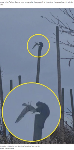 カモメの頭を掴んで木柱に叩きつけるサル（画像は『New York Post　2022年3月9日付「‘King Kong’ monkey batters seagull to death, eats it in wild video」（Kennedy News and Media）』のスクリーンショット）