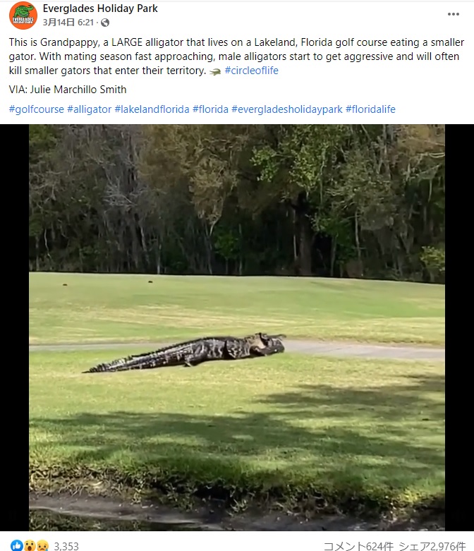 ワニの繁殖シーズン前に撮影された驚きの光景（画像は『Everglades Holiday Park　2022年3月14日付Facebook「This is Grandpappy, a LARGE alligator that lives on a Lakeland, Florida golf course eating a smaller gator.」』のスクリーンショット）