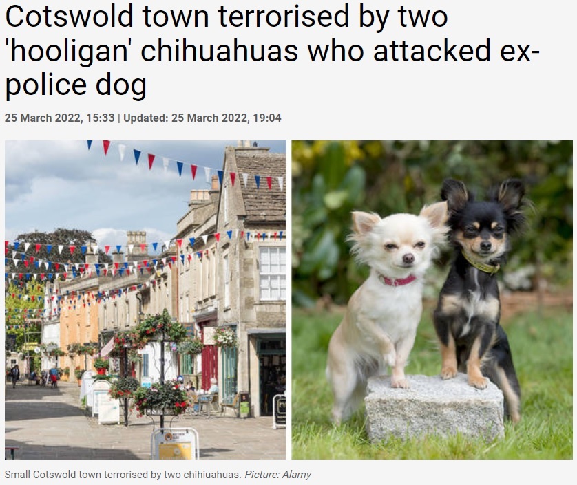 やりたい放題の2匹のチワワが町で問題に（画像は『LBC　2022年3月25日付「Cotswold town terrorised by two ‘hooligan’ chihuahuas who attacked ex-police dog」（Picture: Alamy）』のスクリーンショット）
