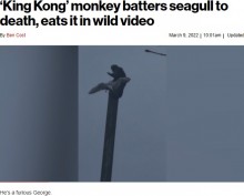 【海外発！Breaking News】飛んできたカモメを鷲掴み、木柱に叩きつける猿に「自然は残酷」（英）＜動画あり＞