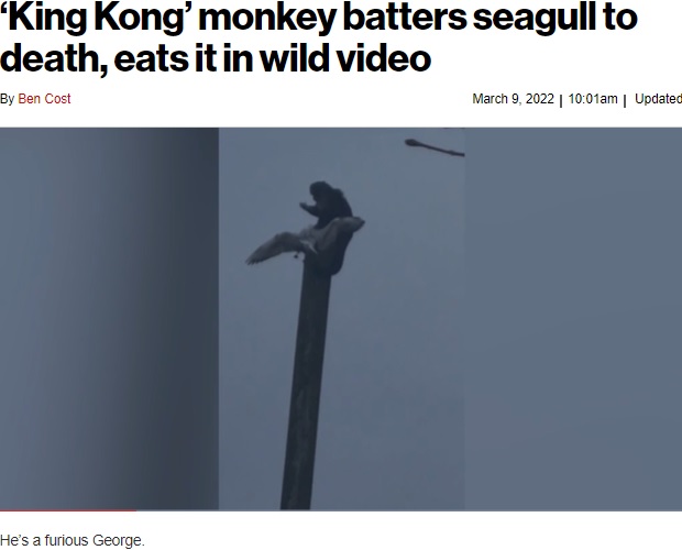 飛んでいたカモメを鷲掴みにしたサル（画像は『New York Post　2022年3月9日付「‘King Kong’ monkey batters seagull to death, eats it in wild video」（Kennedy News and Media）』のスクリーンショット）