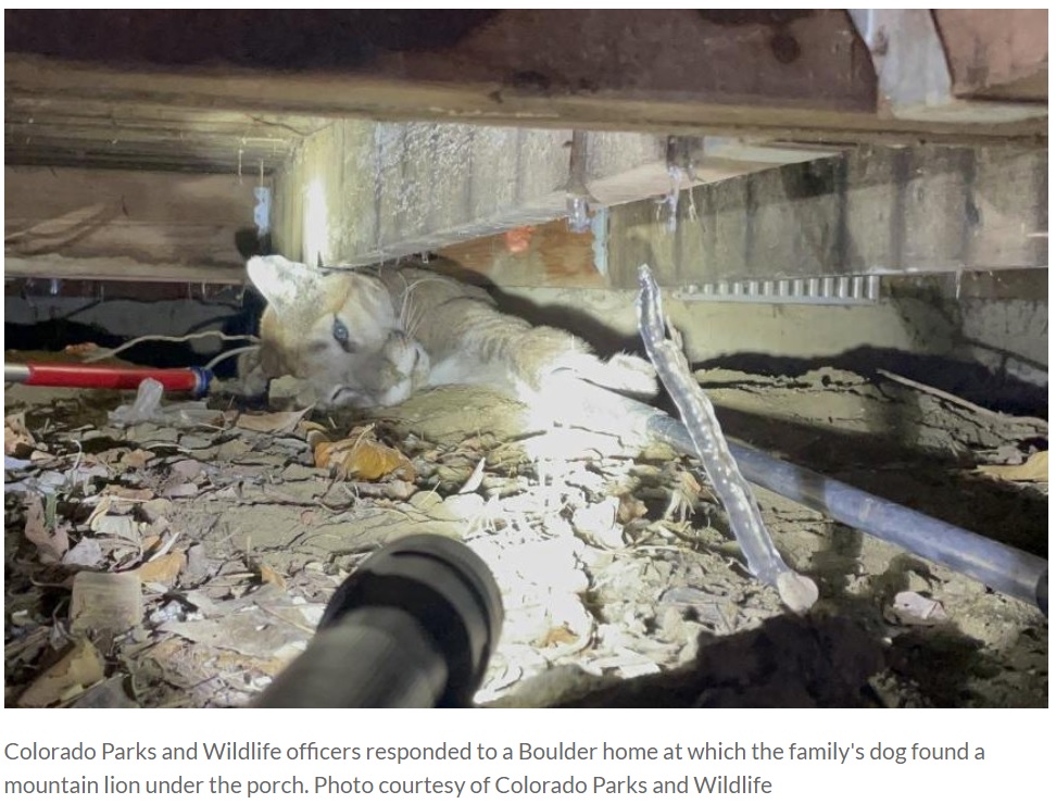 民家の床下に身を潜めていた野生のピューマ（画像は『UPI.com　2022年2月28日付「Family dog finds mountain lion under porch in Colorado」』のスクリーンショット）