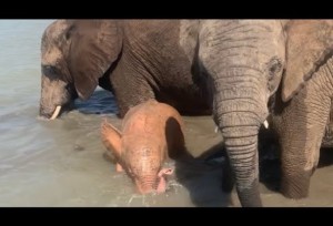 新しい家族と一緒に泳ぐカニーサ（画像は『HERD Elephant Orphanage South Africa　2022年2月24日公開 YouTube「Pink baby elephant, Khanyisa goes swimming with her herd! | Carer Cam Scenes」』のサムネイル）
