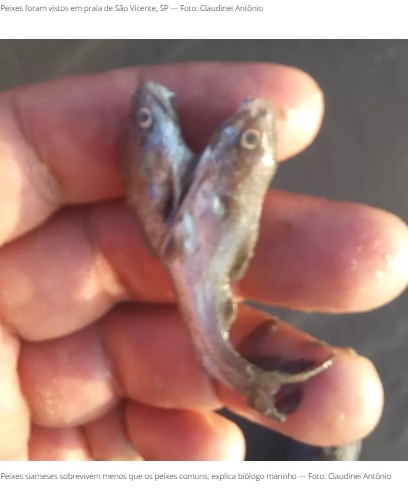 手のひらに載るほどの小さな魚（画像は『G1 2022年3月17日付「Peixes siameses com formato de coração surgem em SP e chamam atenção de moradores e especialistas; FOTOS」（Foto: Claudinei Antônio）』のスクリーンショット）