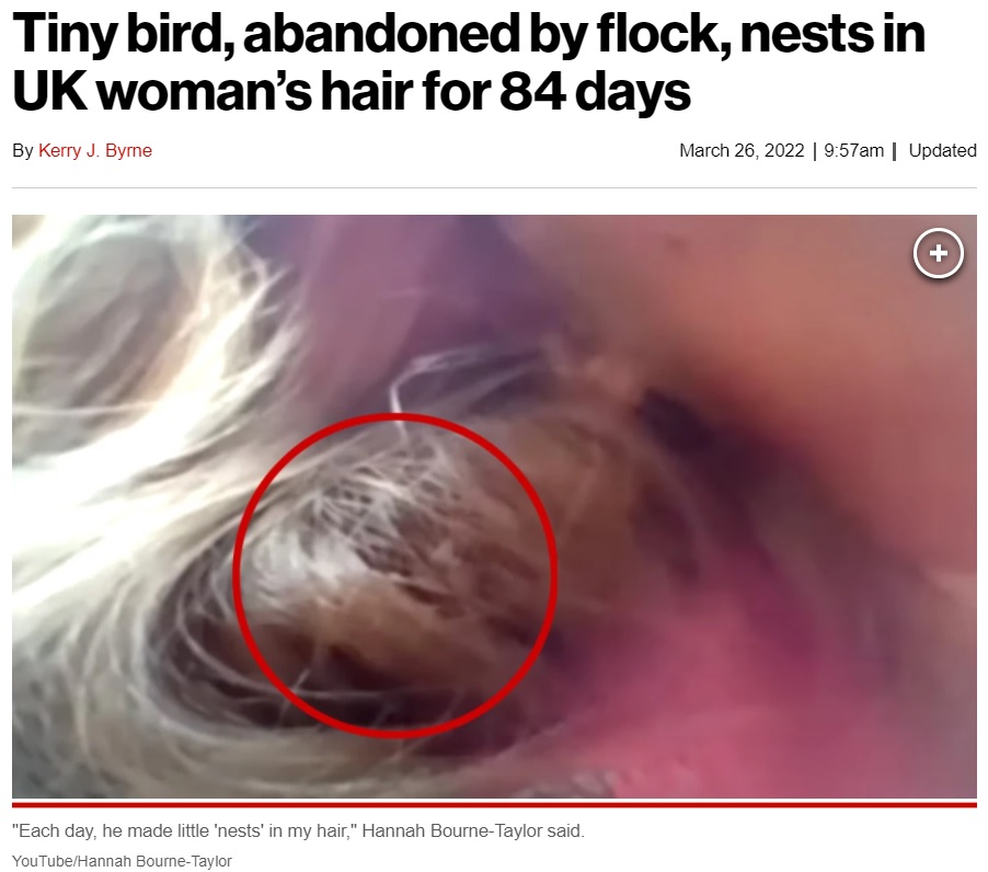 ハンナさんの髪の毛を使って巣を作り始めた小鳥（画像は『New York Post　2022年3月26日付「Tiny bird, abandoned by flock, nests in UK woman’s hair for 84 days」（YouTube/Hannah Bourne-Taylor）』のスクリーンショット）