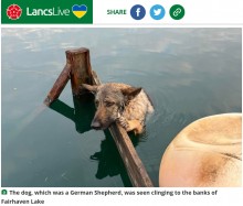 【海外発！Breaking News】リードが絡まり湖から出られなくなった犬　一晩中水に浸かり助けを待つ（英）