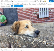 【海外発！Breaking News】愛犬の写真を撮影した男性　生首と錯覚する人が続出（米）