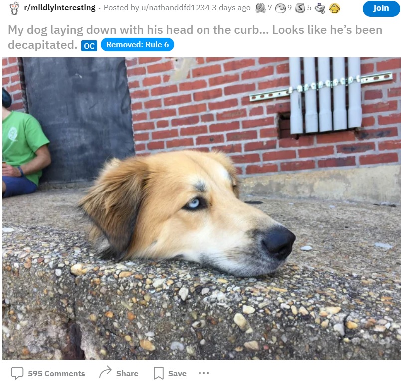 犬の写真にユーザーは大混乱（画像は『nathanddfd1234　2022年3月8日付Reddit「My dog laying down with his head on the curb… Looks like he’s been decapitated.」』のスクリーンショット）