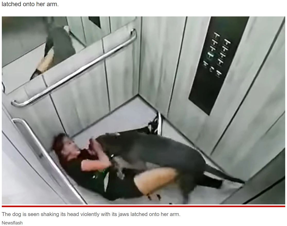 覆いかぶさるようにして女性に襲いかかる犬（画像は『New York Post　2022年3月24日付「Gruesome video captures woman viciously mauled by pit bull in elevator」（Newsflash）』のスクリーンショット）