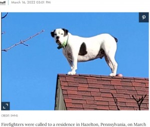 【海外発！Breaking News】「犬が屋根の上で動けなくなっている」　救出のため消防隊が駆けつけるも出番なしで失笑（米）