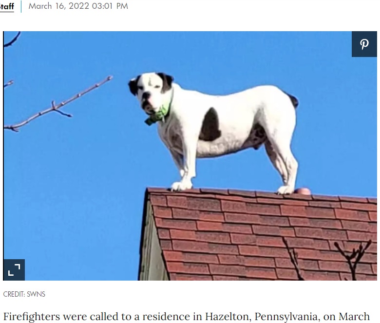 日光浴をしていただけのお騒がせな犬（画像は『People.com　2022年3月16日付「Penn. Firefighters Rush to Rescue Pet Stuck on a Roof Only to Find a Happy Dog Who Likes Heights」（CREDIT: SWNS）』のスクリーンショット）