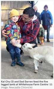 ミルクもたっぷり飲んですくすくと成長（画像は『The Mirror　2022年3月8日付「Animal lovers stunned as one-in-a-million lamb with FIVE LEGS is born in UK」（Image: Newcastle Chronicle）』のスクリーンショット）