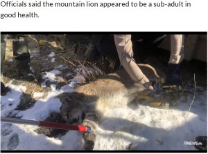 人里離れた場所に運ばれて放たれたピューマ（画像は『UPI.com　2022年2月28日付「Family dog finds mountain lion under porch in Colorado」』のスクリーンショット）
