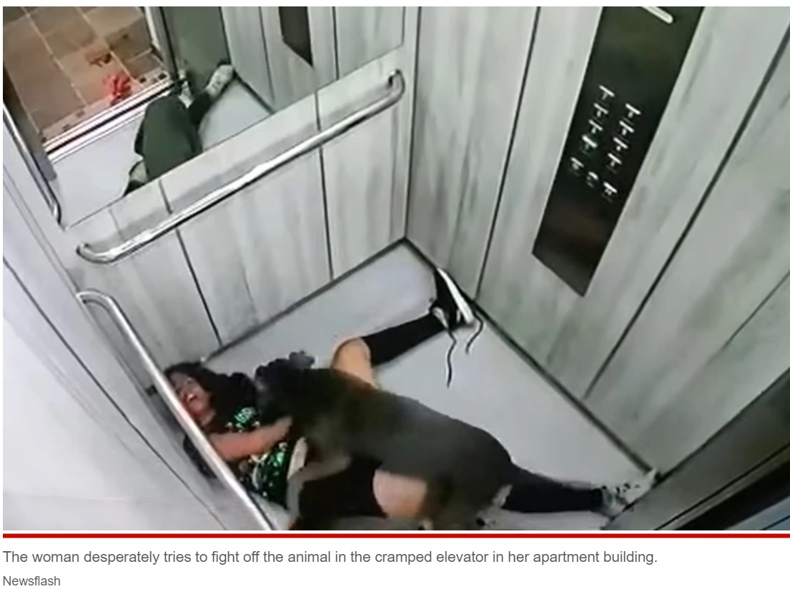 犬の力強さに勝てず追い払うことができなかった（画像は『New York Post　2022年3月24日付「Gruesome video captures woman viciously mauled by pit bull in elevator」（Newsflash）』のスクリーンショット）