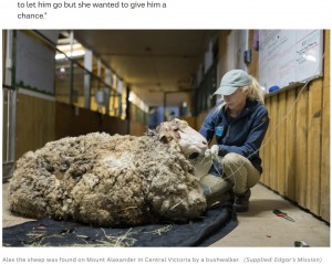 【海外発！Breaking News】山で見つかった薄汚れた羊、刈り取った被毛は40キロに（豪）＜動画あり＞