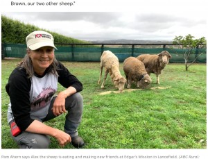 現在は元気に過ごしているアレックスとパムさん（画像は『ABC Australia　2022年3月17日付「Alex the sheep gets new fleece on life after losing 40kg in close shave」（ABC Rural: Eden Hynninen）』のスクリーンショット）