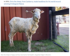 40キロ分の被毛を刈り取ったアレックス（画像は『ABC Australia　2022年3月17日付「Alex the sheep gets new fleece on life after losing 40kg in close shave」（Supplied: Edgar’s Mission）』のスクリーンショット）